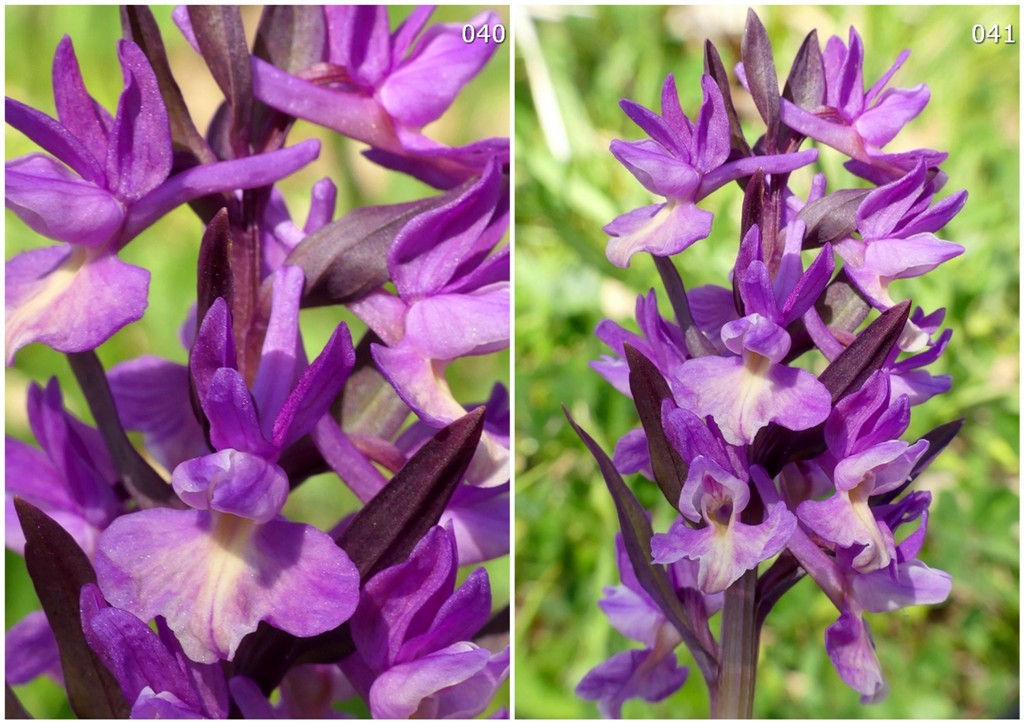 Dactylorhiza romana in una splendida variabilit - provincia di Caserta marzo 2019